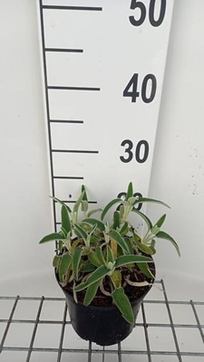 6x Brandkruid - Phlomis fruticosa | 9x9 cm pot