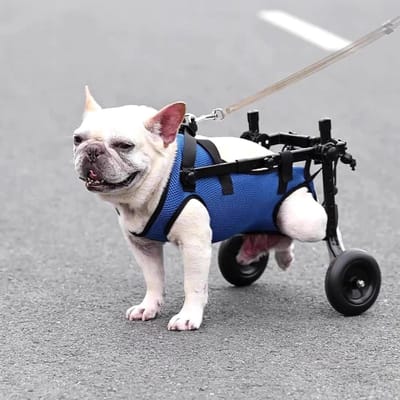 Hondenrolstoel - Huisdier mobiliteitshulp - Ondersteuning mobiliteit - Verstelbaar ontwerp - Niet gespecificeerd - Niet gespecificeerd
