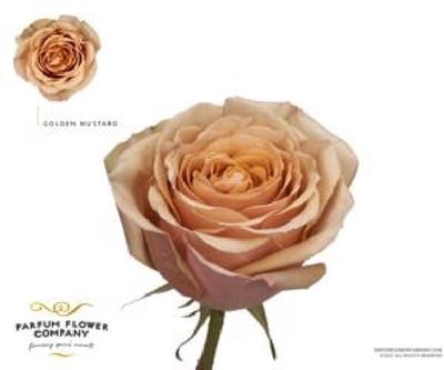 24x Rosa golden mustard 50cm