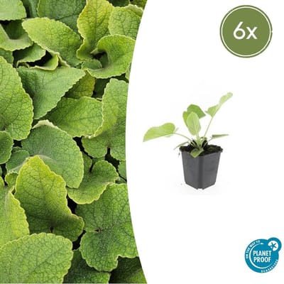 Tuinplantenshop.com | Phlomis russeliana | 6 stuks - Ø9cm - 10-25cm hoog - Tuinplant