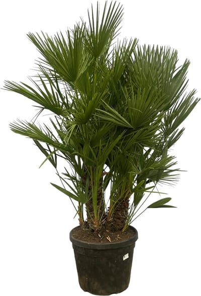 Dwergpalm of Chamaerops Humilis op stam - ca 160 cm - Ø45cm - voor buiten en binnen