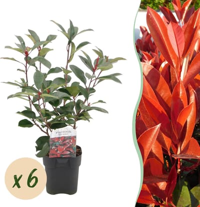 Plantenboetiek.nl | Photinia fraseri Red Robin - groen rood - 6 planten - 1 strekkende meter - groenblijvend - pot 17cm hoogte 50cm - Haagplanten - Ø20cm - 45-55cm hoog - Tuinplant
