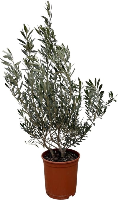 Olea Europaea struik - 100cm- Ø25