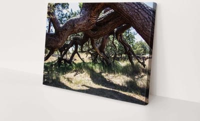 Boom met wortels | 30  x 20 CM | Canvasdoek voor buiten | Schilderij | Outdoor | Tuindoek