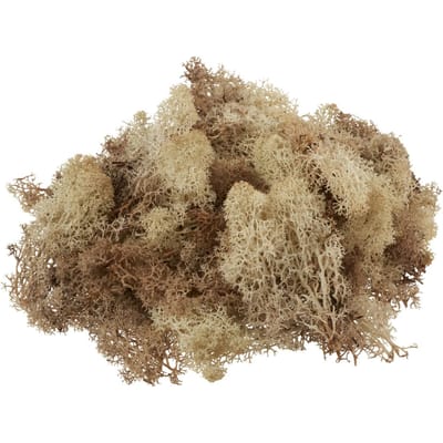 VBS Ijsland mos, 100 g - Natuur