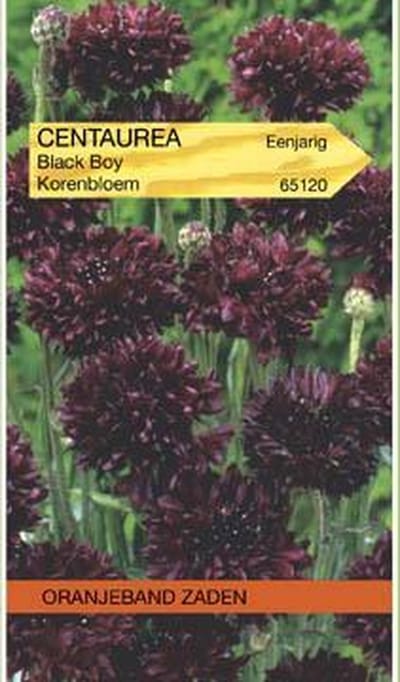 Oranjebandzaden -  Centaurea, Korenbloem Black Ball