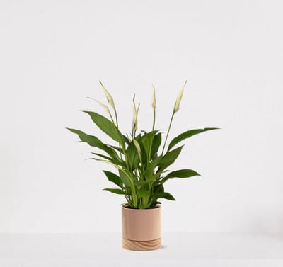Spathiphyllum in sierpot Emma wood Taupe – witte kamerplant – luchtzuiverende lepelplant - 35-50cm - Ø13 – geleverd met plantenpot – vers uit de kwekerij