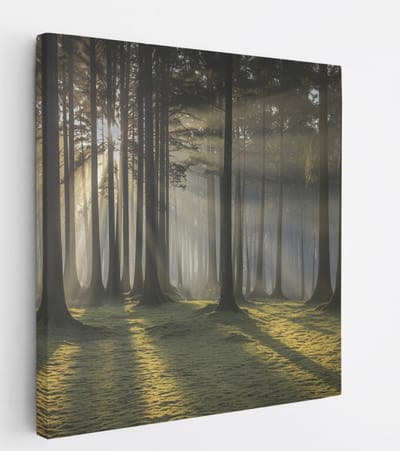 Saammp Canvas Schilderij - Lichtval - Grote Bomen - Landschap - Natuur - 20x20 - Foto op canvas - Wanddecoratie - Muurdecoratie Woonkamer - Slaapkamer decoratie - Canvas Print