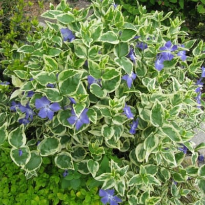Bontbladige maagdenpalm (Vinca Major Variegata) - Grote Maagdenpalm - Vaste planten - Snijbloemen - Bodembedekkers - Voorjaarsbollen