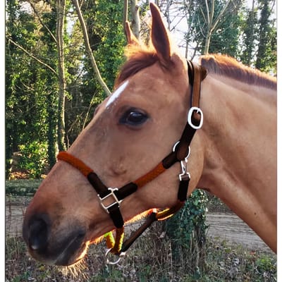 Lederen halster en touw voor paarden Cavaletti Tara