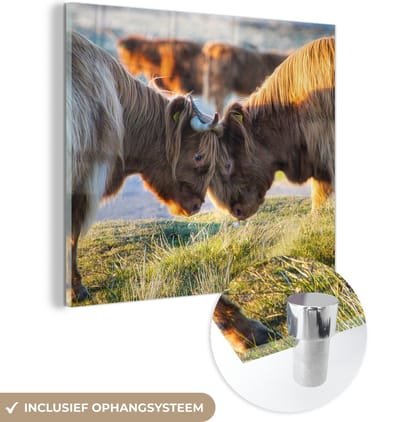 MuchoWow® Glasschilderij 50x50 cm - Schilderij acrylglas - Schotse Hooglanders - Dieren - Zon - Foto op glas - Schilderijen