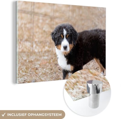 ® Glasschilderij 180x120 cm - Schilderij acrylglas - Berner Sennenhond puppy in de ochtend - Foto op glas - Muurdecoratie woonkamer - Wanddecoratie slaapkamer - Schilderijen