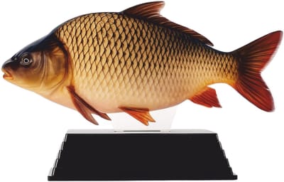 Karper Trofee - Vis Prijs - Wedstrijd Vissen - Realistische Vis Afbeelding - 17 cm - Natuurlijke kleuren