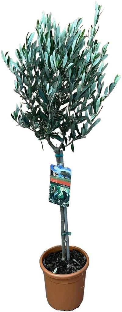Olea europaea - Hoogte 100cm - Pot 19cm