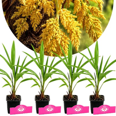 Set van 4 Trachycarpus fortunei - Chinese waaierpalm - Hoogte 15/25 cm - 9cm pot