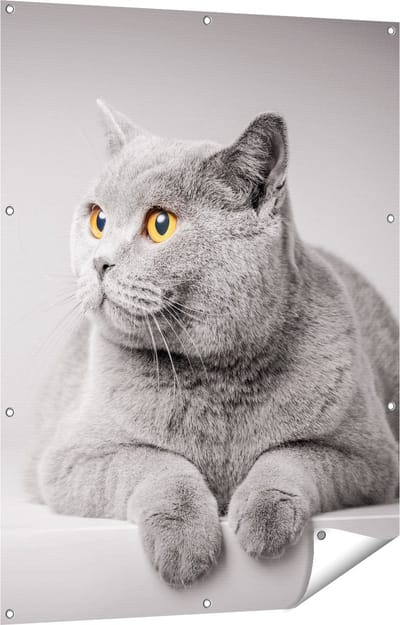Gards Tuinposter Grijze Kat met Oranje Ogen - 90x120 cm - Tuindoek - Tuindecoratie - Wanddecoratie buiten - Tuinschilderij
