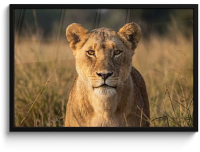 Poster in lijst - Fotolijst 90x60 cm - Posters - Leeuwin - Gras - Geel - Posterlijst zwart - Decoratie - Wanddecoratie woonkamer - Muurdecoratie slaapkamer