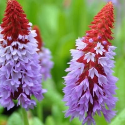 Kandelaarprimula (Primula Vialii) - - Sleutelbloem potplant - (Ook)-Voor in huis - Bijen-Vlinders - Groenblijvend - Vaste planten