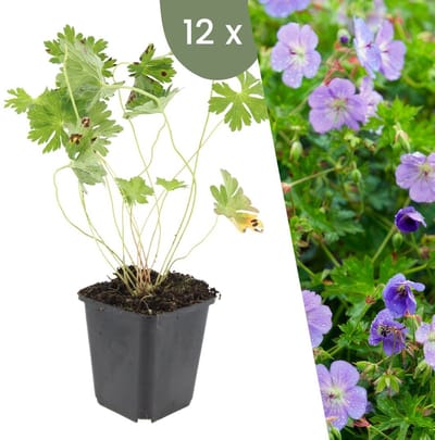 Plants by Frank | 12 Ooievaarsbek Planten | Geranium 'Rozanne' | Winterharde bodembedekker planten | tuinplanten | Winterharde vaste planten meerjarig | Winterharde tuinplanten