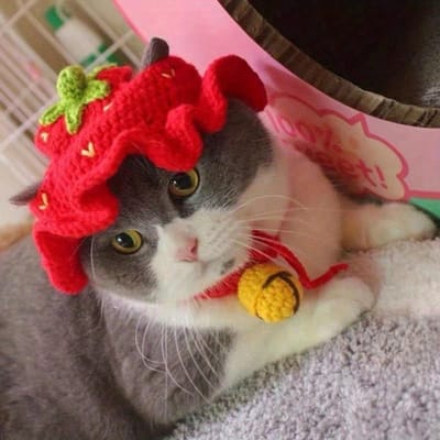 Chapeau pour animal de compagnie Chapeau tricoté pour chat/chien Accessoire de cosplay Chapeau amusant pour costume S rouge