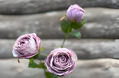 Roze 3 knoopjes licht violet Buitengewoon de Boet
