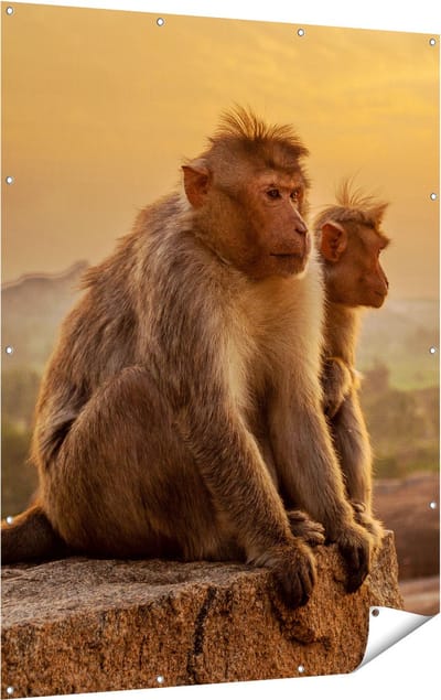 Gards Tuinposter Twee Apen Bekijken de Zonsondergang - 120x160 cm - Tuindoek - Tuindecoratie - Wanddecoratie buiten - Tuinschilderij