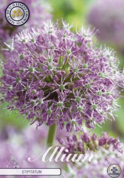 Dutch Finest Quality bloembollen Allium Stipitatum x 2 stuks 20/22s
