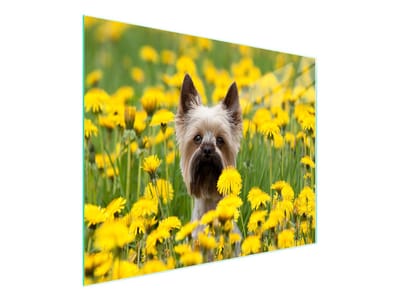 TMK ArtDeko - Snijplank - 52x30 cm - Pies Motief - Gehard Glas