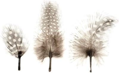 Hobby/knutsel Parelhoen veren - 15x stuks - hobby/decoratie materiaal