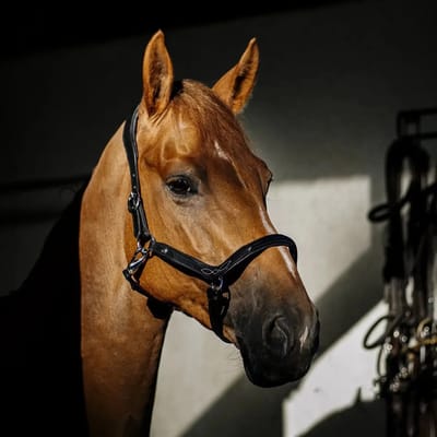 Halster voor paarden Hekktor Anubis