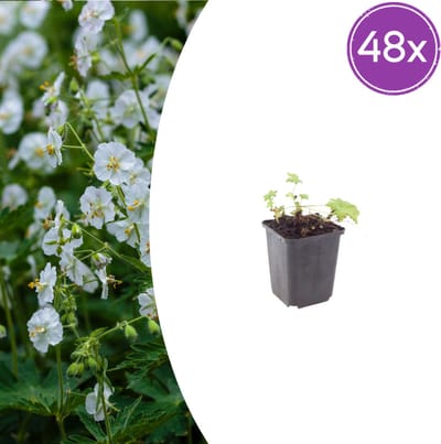 Tuinplantenshop.com | Geranium macr. 'White Ness' | 48 stuks - Ø9cm - 10-25cm hoog - Tuinplant