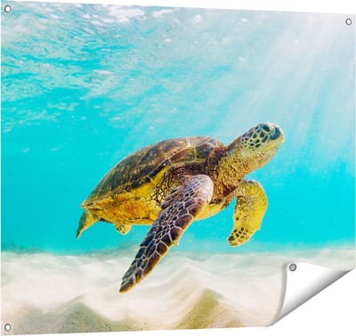 Gards Tuinposter Schildpad Zwemt in de Helder Blauwe Zee - 100x80 cm - Tuindoek - Tuindecoratie - Wanddecoratie buiten - Tuinschilderij