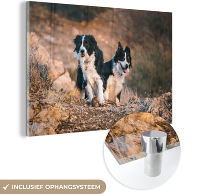 ® Glasschilderij 180x120 cm - Schilderij acrylglas - Border Collies op een wandeling in de bergen van Utah - Foto op glas - Muurdecoratie woonkamer - Wanddecoratie slaapkamer - Schilderijen