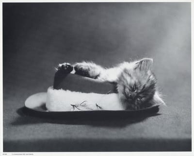 Mini zwart-wit poster - Little Kitten - H. Armstrong Roberts - 24x30 cm