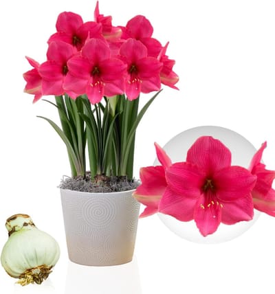 Amaryllis Bol - Pink Surprise - Bloembollen - 1 stuk - Roze - Bloem bollen