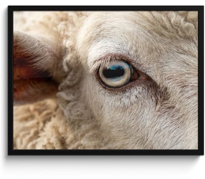 Poster in lijst - Fotolijst 80x60 cm - Posters - Schaap - Oog - Wit - Posterlijst zwart - Decoratie - Wanddecoratie woonkamer - Muurdecoratie slaapkamer