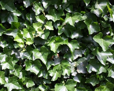 10 stuks | Ierse klimop Pot 80-100 cm | Standplaats: Half-schaduw | Latijnse naam: Hedera hibernica