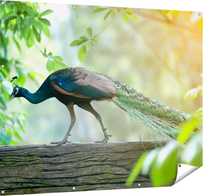 Gards Tuinposter Pauw Loopt op een Tak in de Natuur - 150x120 cm - Tuindoek - Tuindecoratie - Wanddecoratie buiten - Tuinschilderij