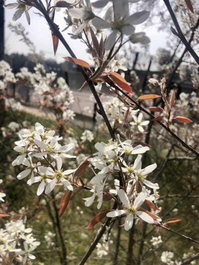 Amelanchier lamarckii - Krentenboompje, Rotsmispel , Junibes 50- 60 cm in pot