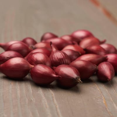 Ui bol om te plant - Uibollen - Karmen - Bloembollen - 500 gram - Rood - Voor de Moestuin