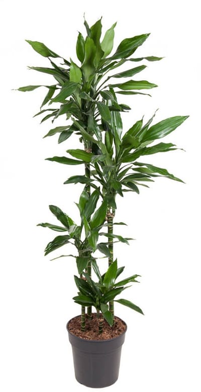 Dracaena Janet Lind - Hoogte 140cm - Pot 27cm