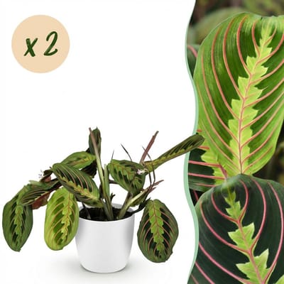 Plantenboetiek.nl | Maranta Fascinator Tricolour - Gebedsplant - Huisdiervriendelijke Plant - Groen - 2 Planten - met Potter Wit - Ø12cm - 25cm hoog - Kamerplant - Arrangement - Plant met pot