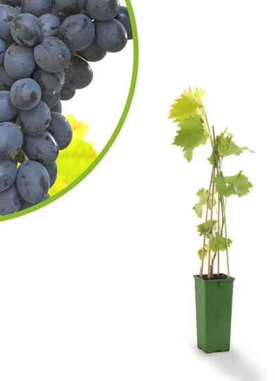 Blauwe kasdruif - Vitis vinifera Frankenthaler