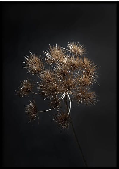 Poster Berenklauw Zwart - 30x40 cm Met Fotolijst - Poster Droogbloem - Ingelijst - WALLLL