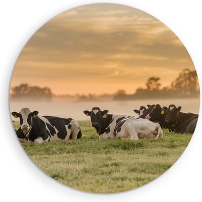 Saammp Muurcirkel Hout - Groep koeien in de mist - Nederland - Dieren - Ø 90 - Wandcirkel - Wanddecoratie Cirkel - Muurdecoratie Woonkamer - Slaapkamer decoratie - Rond Schilderij