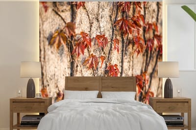 Behang - Fotobehang Klimplant op een stenen muur tijdens de herfst - Breedte 260 cm x hoogte 260 cm
