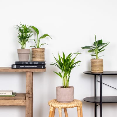 Bloomique - Set van 4 - Hippe Kamerplanten Mix – Chamaedorea-Dypsis-Musa-Strelitzia – Luchtzuiverend – - 20-45 cm - Pot 12 cm - Hoogte 35-45 cm