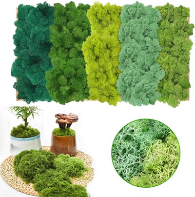Set Van Geconserveerd Rendiermos - Pakket Met 5 Kleurenmix - Geconserveerd Mos - Maak Mos Voor Potplanten/Elfentuintjes/Doe-Het-Zelf