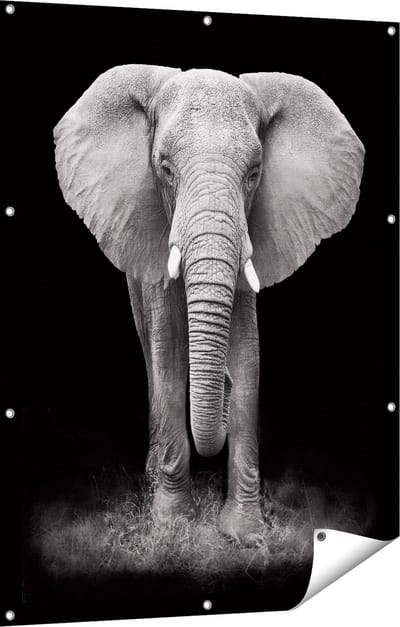 Gards Tuinposter Olifant - Zwart Wit - 90x120 cm - Tuindoek - Tuindecoratie - Wanddecoratie buiten - Tuinschilderij