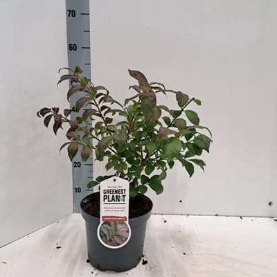 1 x Euonymus al. 'Compactus' - Kardinaalshoed, Dwerg Kardinaalsmuts 40- 50 cm in pot